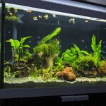 fresh water aquarium with cardinal tetra fish