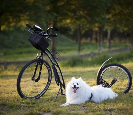 Autocross – europejski fenomen wyścigów off-roadowych