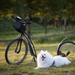 rolki.edu (59)